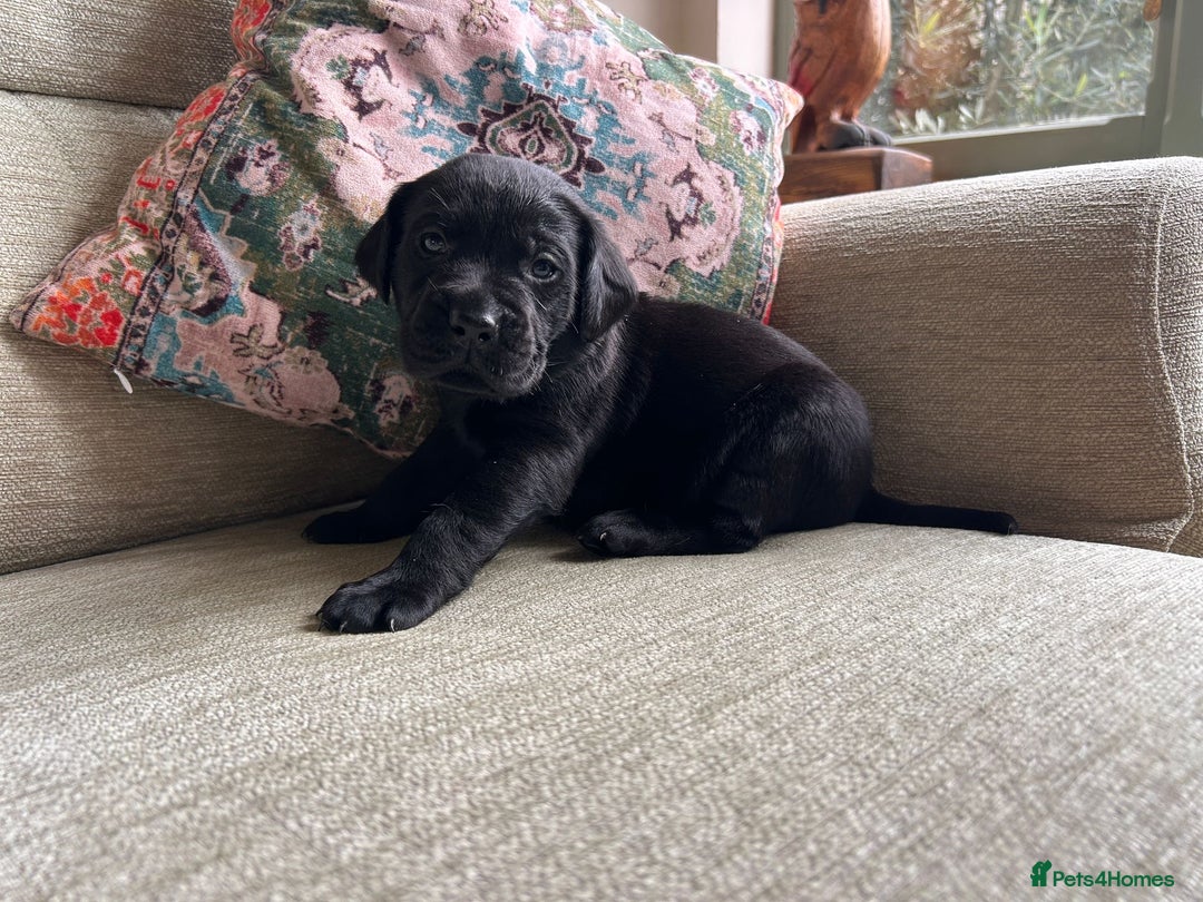 Labrador Retriever dogs for sale: Labradors  - Image 5