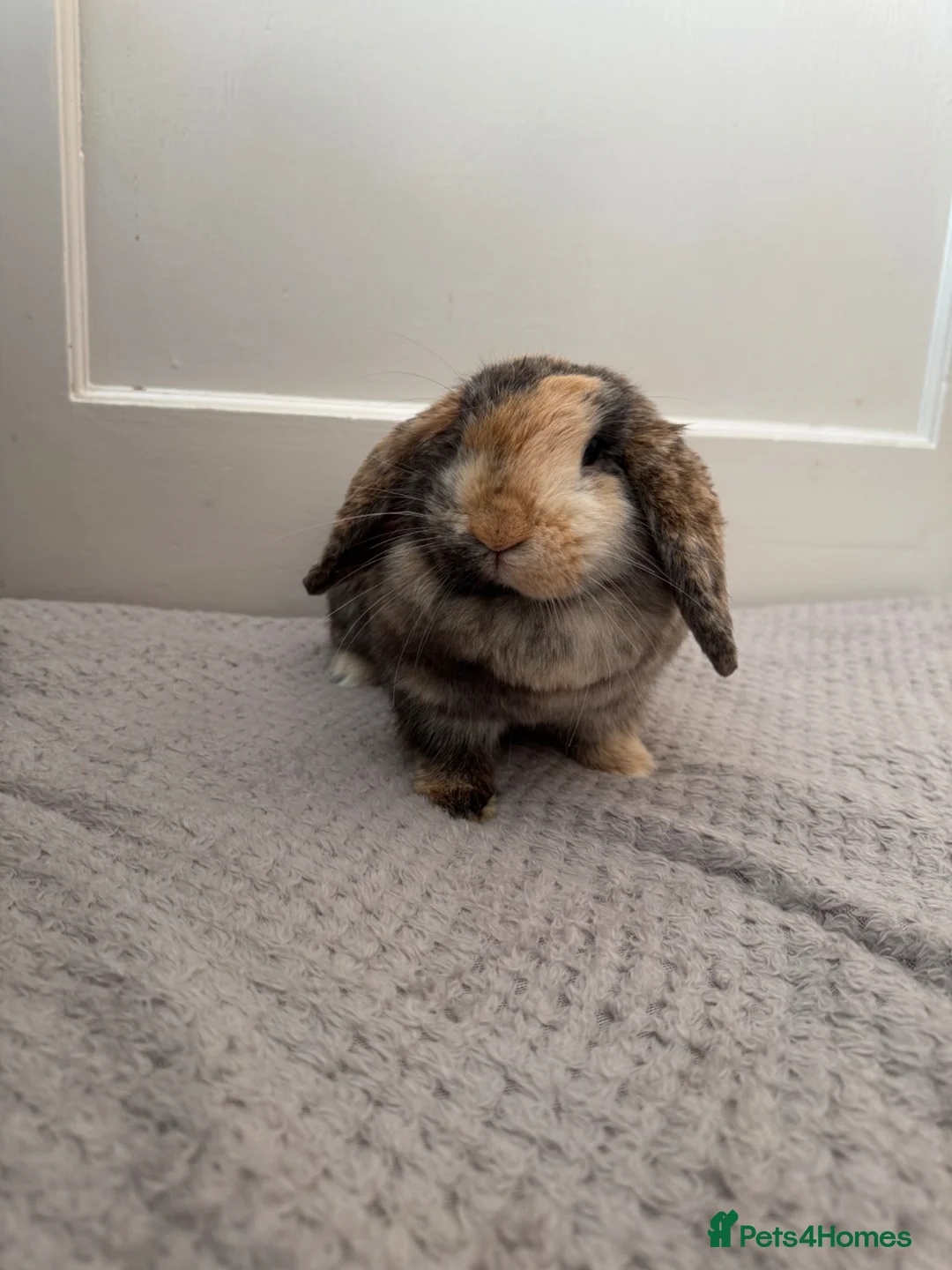 Mini Lop rabbits for sale: Cute Harley Quinn Mini Lop Baby Rabbit - Advert 2