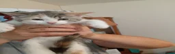 Mixed Breed cats for sale: Kittens for sale - Advert 6