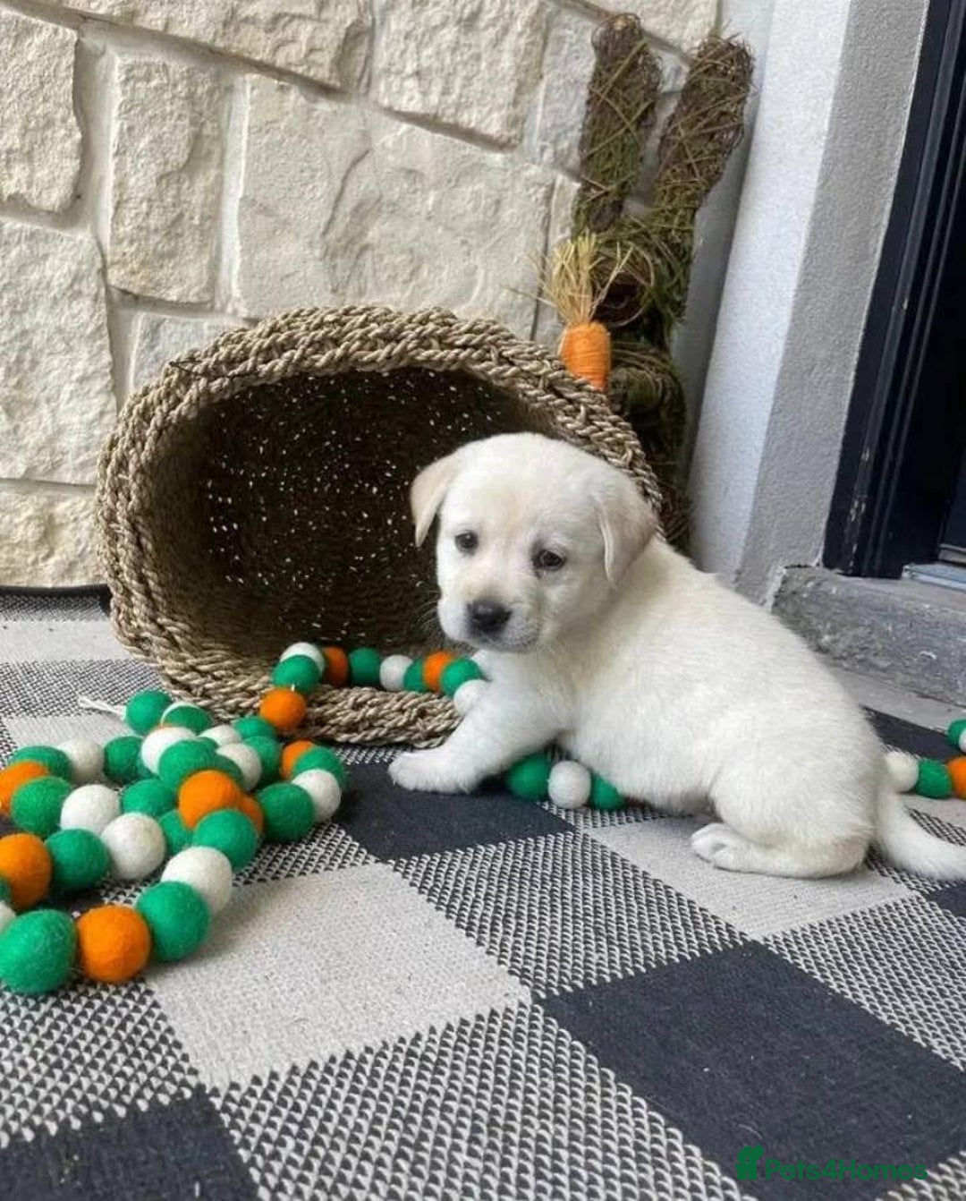 Labrador Retriever dogs for sale: Adorable Labrador Retriever Pups - Image 3