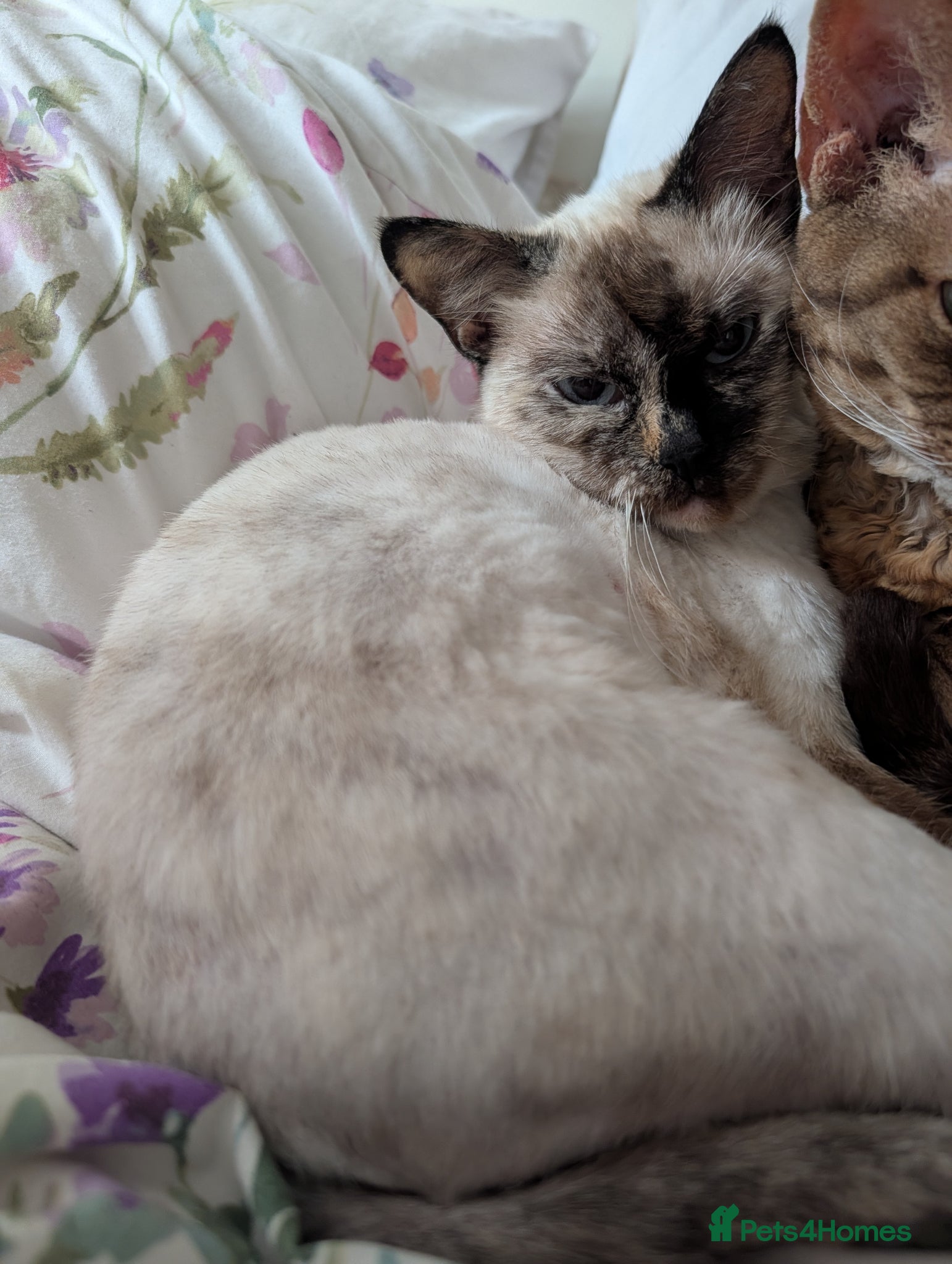 Ragdoll cats Ragdoll Female looking for a new forever home  - Advert 12