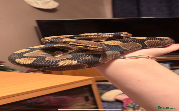 Python Snake reptiles - Advert 1