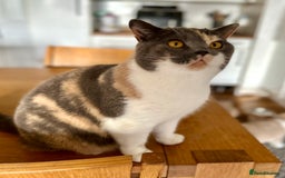British Shorthair cats for sale: Beautiful ex-breeding British Shorthair - Image 2