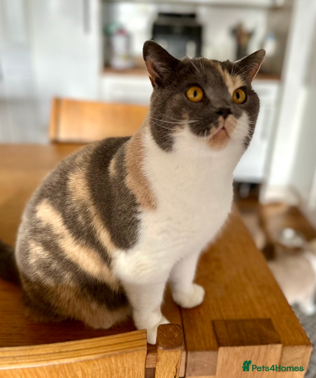 British Shorthair cats for sale: Beautiful ex-breeding British Shorthair - Image 2