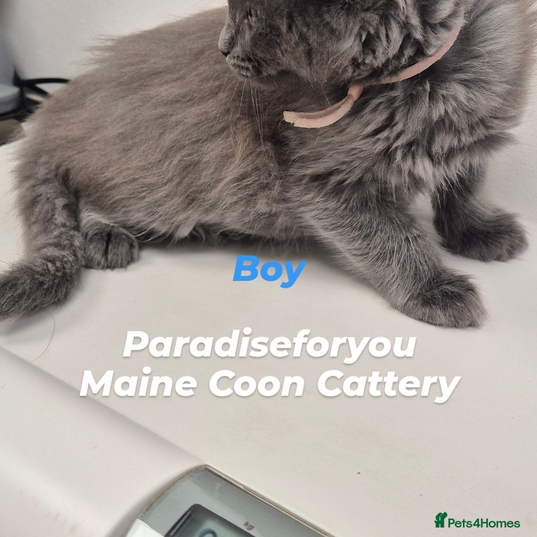 Maine Coon cats for sale: Maine Coon kittens Glasgow  - Image 5