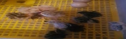 Quail poultry for sale: Quail for sale - Advert 5