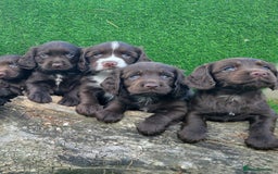 Cocker Spaniel dogs for sale: WORKING dna clear cocker spaniels  - Image 19