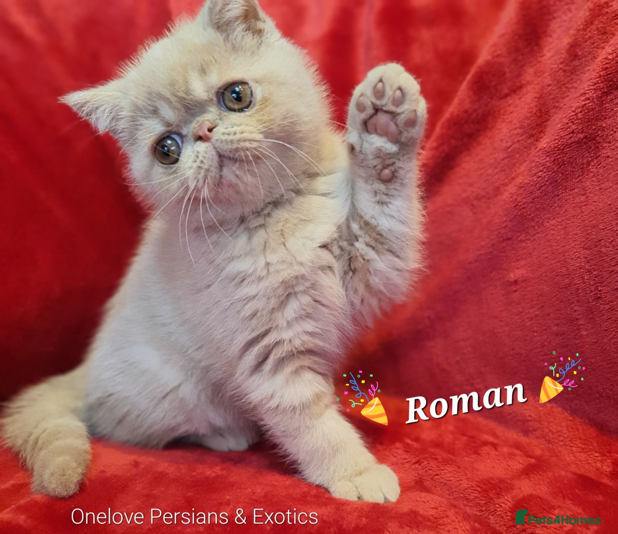 Exotic cats  💙 Chunky Gccf registered boys 💙 - Advert 7