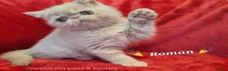Exotic cats for sale:  💙 Chunky Gccf registered boys 💙 - Advert 1
