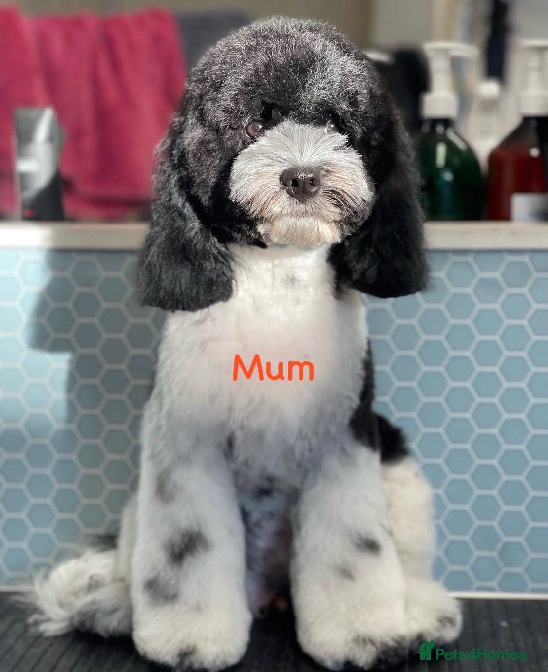 Cockapoo dogs Rare American toy cockapoo puppies for reservation - Advert 2