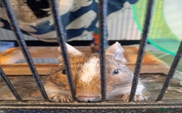 Degus rodents for sale: 2 sisters ( bonded) - Image 2