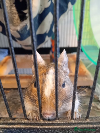 Degus rodents - Advert 8