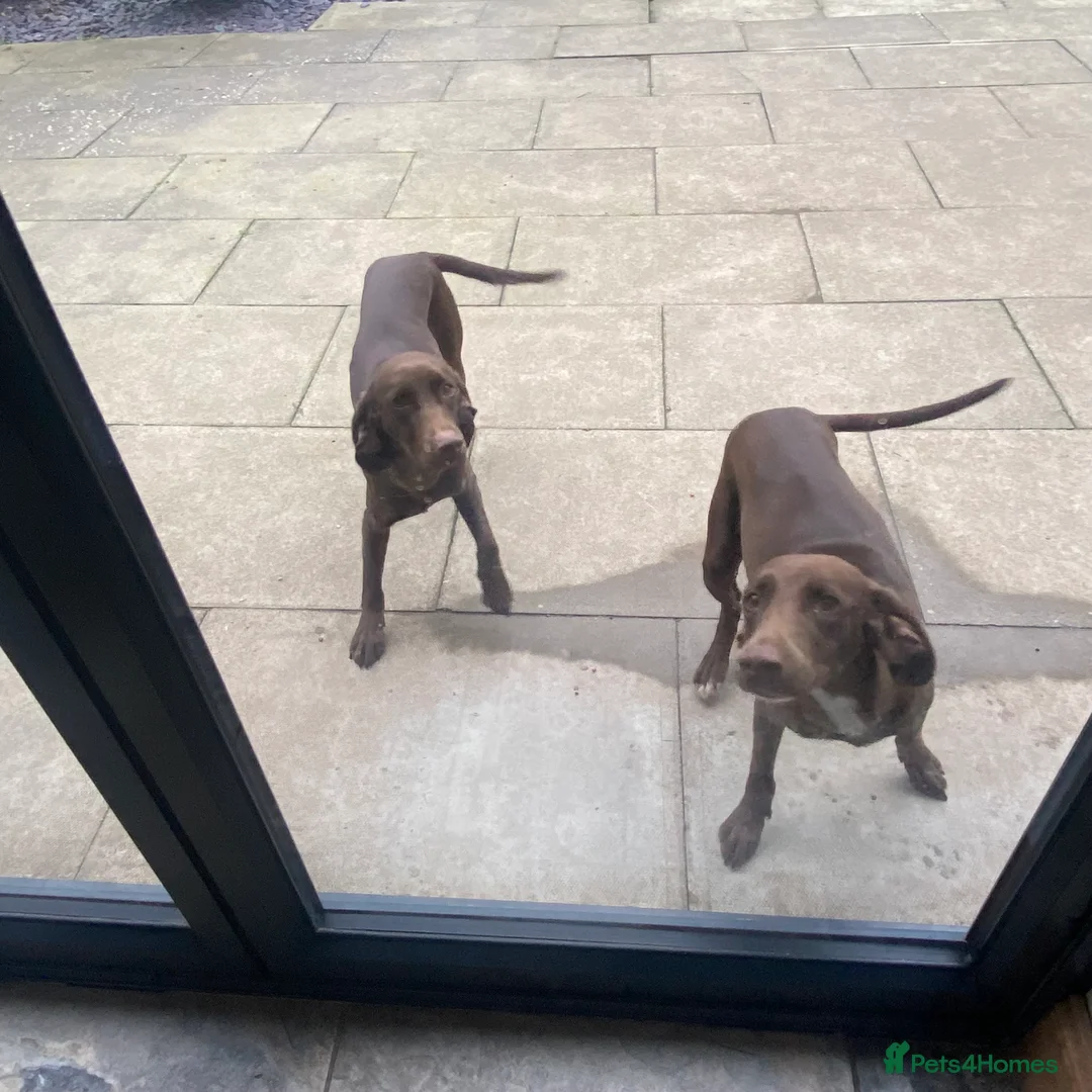 Mixed Breed dogs for sale: Weimaraner cross Spaniel - £500 for both - Advert 2