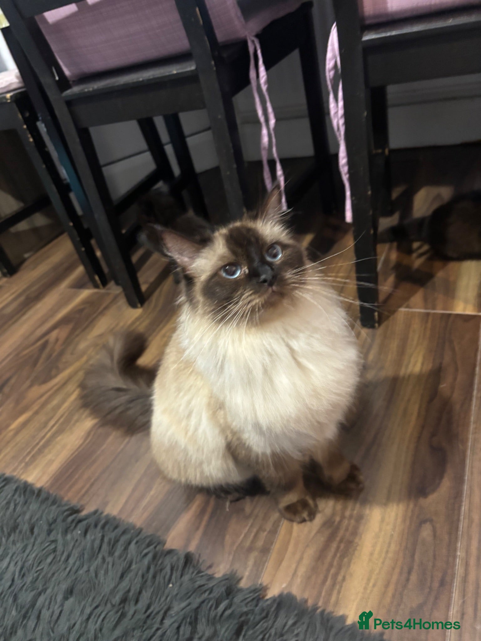 Mixed Breed cats Half ragdoll kittens! - Advert 1