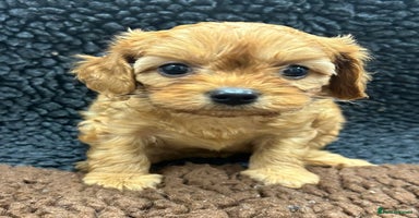 Cavapoo dogs - Advert 9