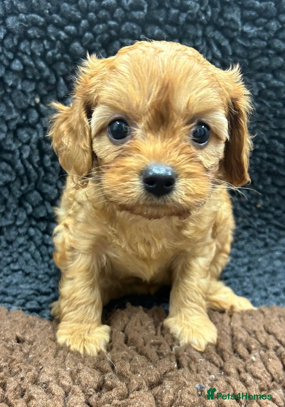 Cavapoo dogs for sale: Beautiful fully DNA tested Cavapoo's  - Image 3