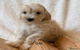 Cavapoo dogs for sale: Cavapoo *Licensed* Ready 2nd Dec. - Advert 8