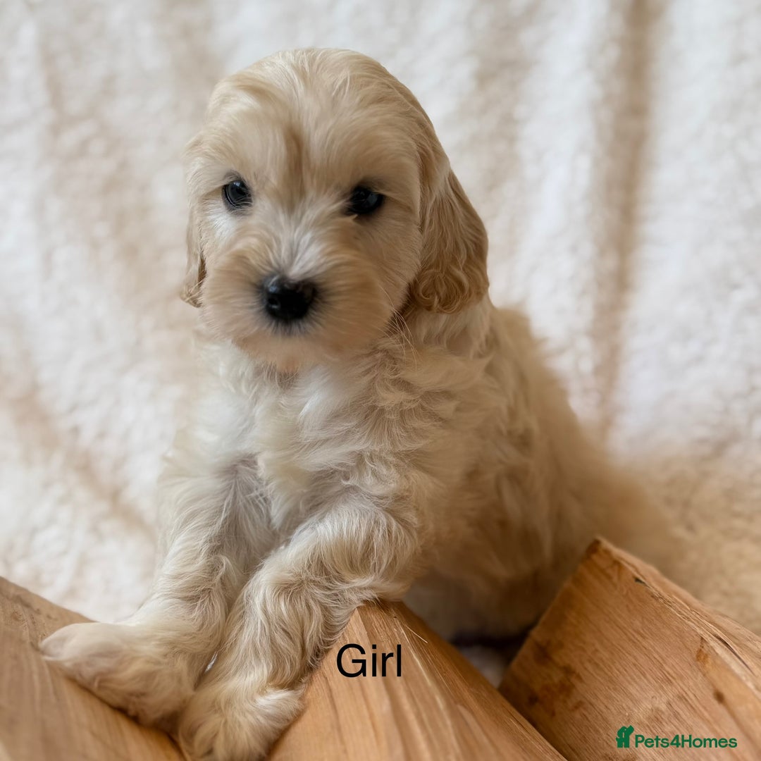 Cavapoo dogs for sale: Cavapoo *Licensed* Ready 2nd Dec. - Advert 8