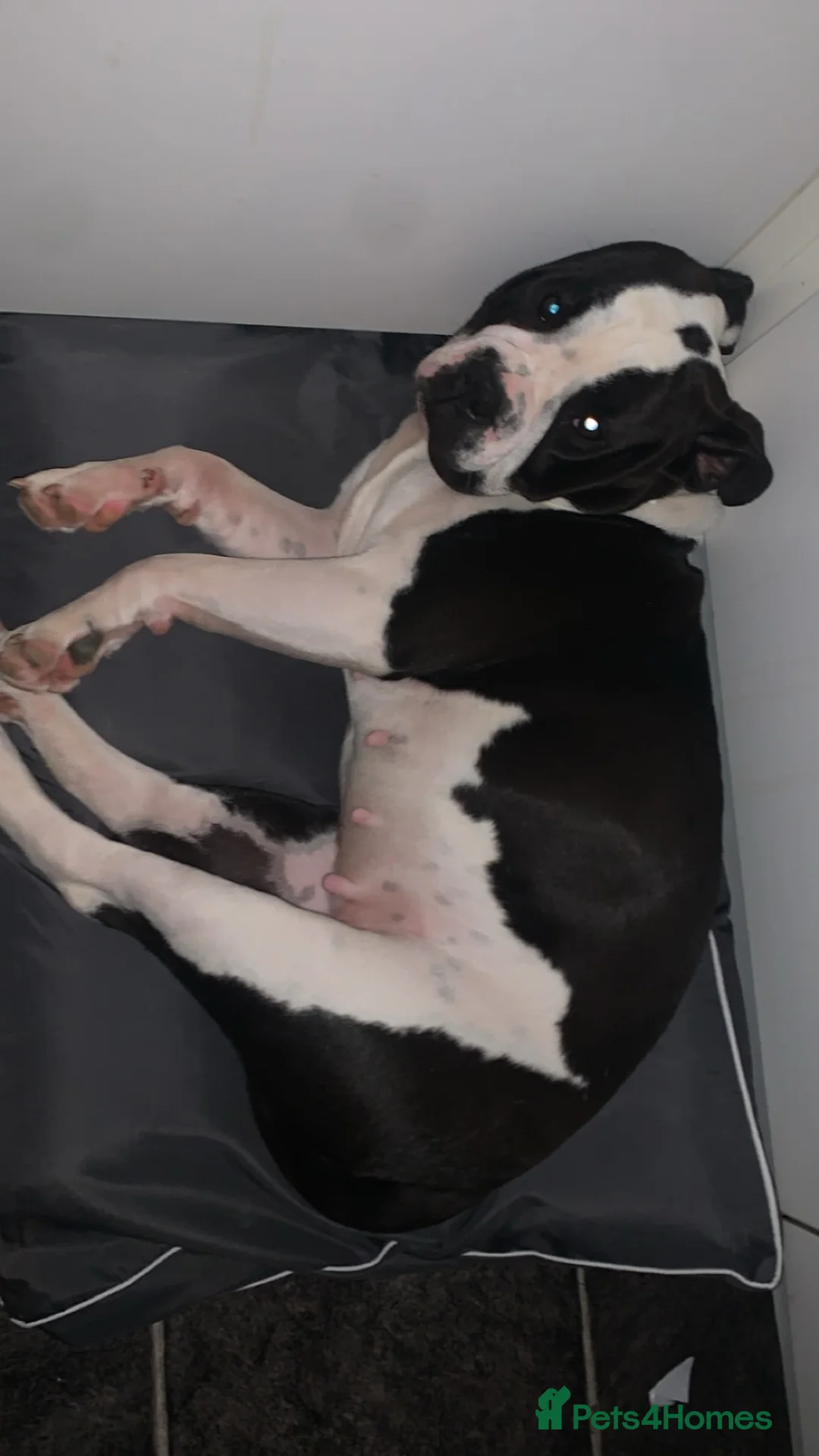 Mixed Breed dogs for sale: Bella  in Scarborough - Advert 2