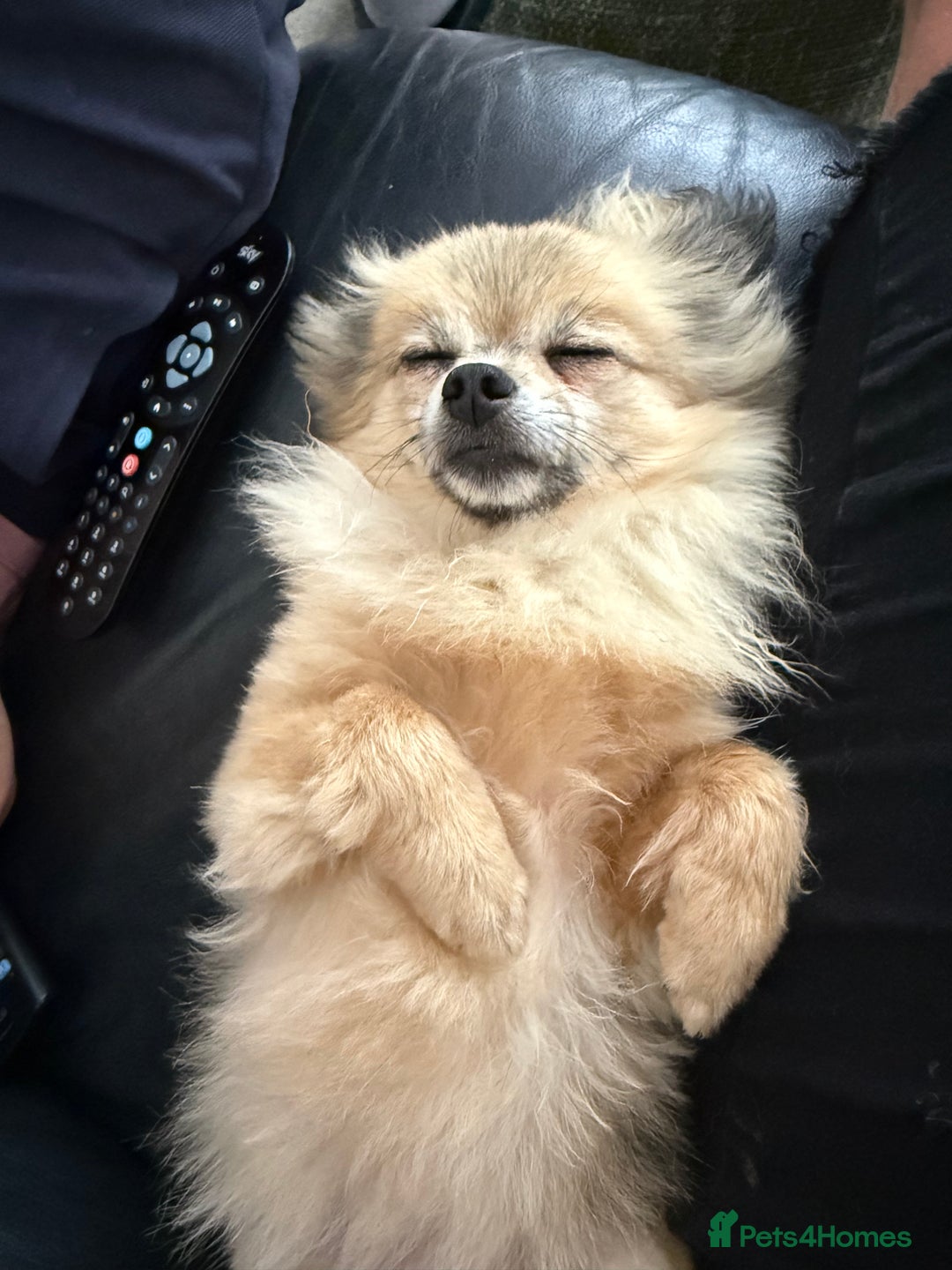 Pomchi dogs for sale: Beautiful fluff ball  - Advert 4