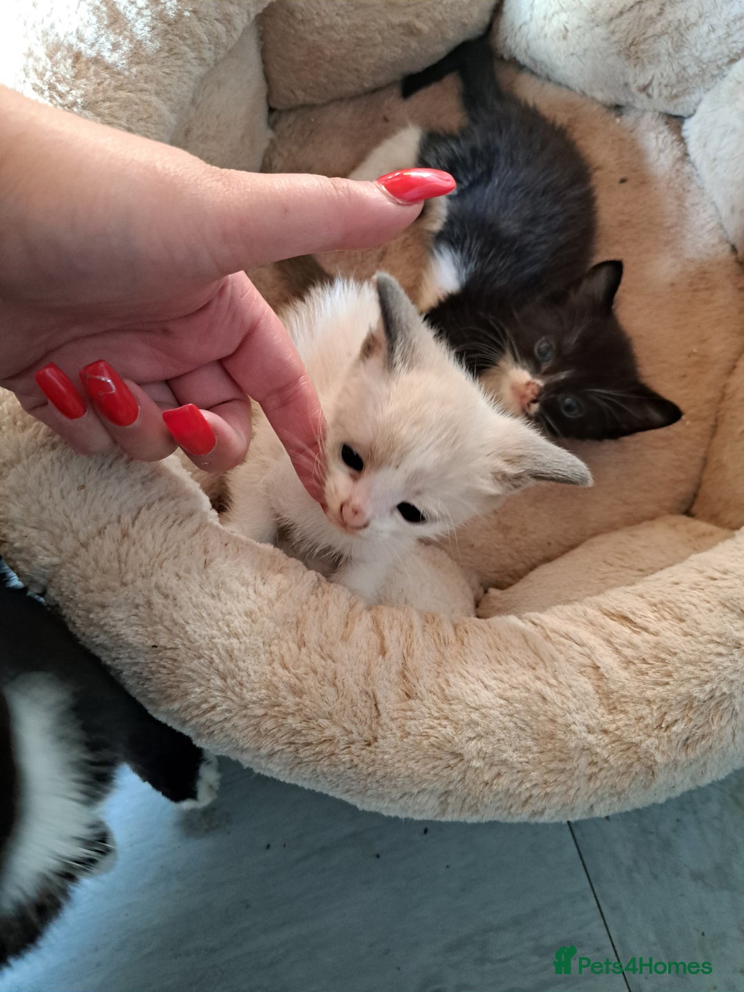 Mixed Breed cats for sale: 2 beautiful Female kittens  - Image 2