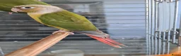 Conures birds for sale: 2 conures - Advert 4