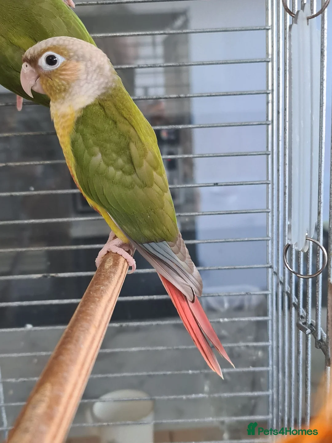 Conures birds for sale: 2 conures - Advert 4