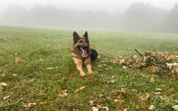 German Shepherd dogs for sale: German Shepherd Looking for Her Forever Home - Image 1