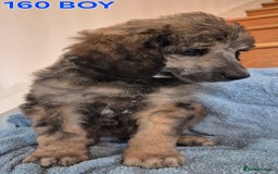 Standard Poodle dogs for sale: KC reg Brown Parti & phantom Standard Poodle pups - Image 9