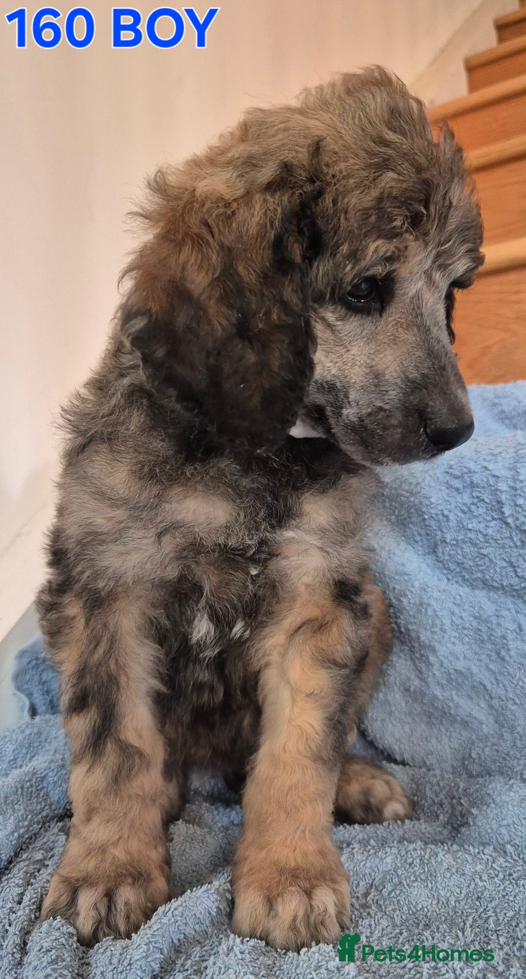 Standard Poodle dogs for sale: KC reg Brown Parti & phantom Standard Poodle pups - Image 9