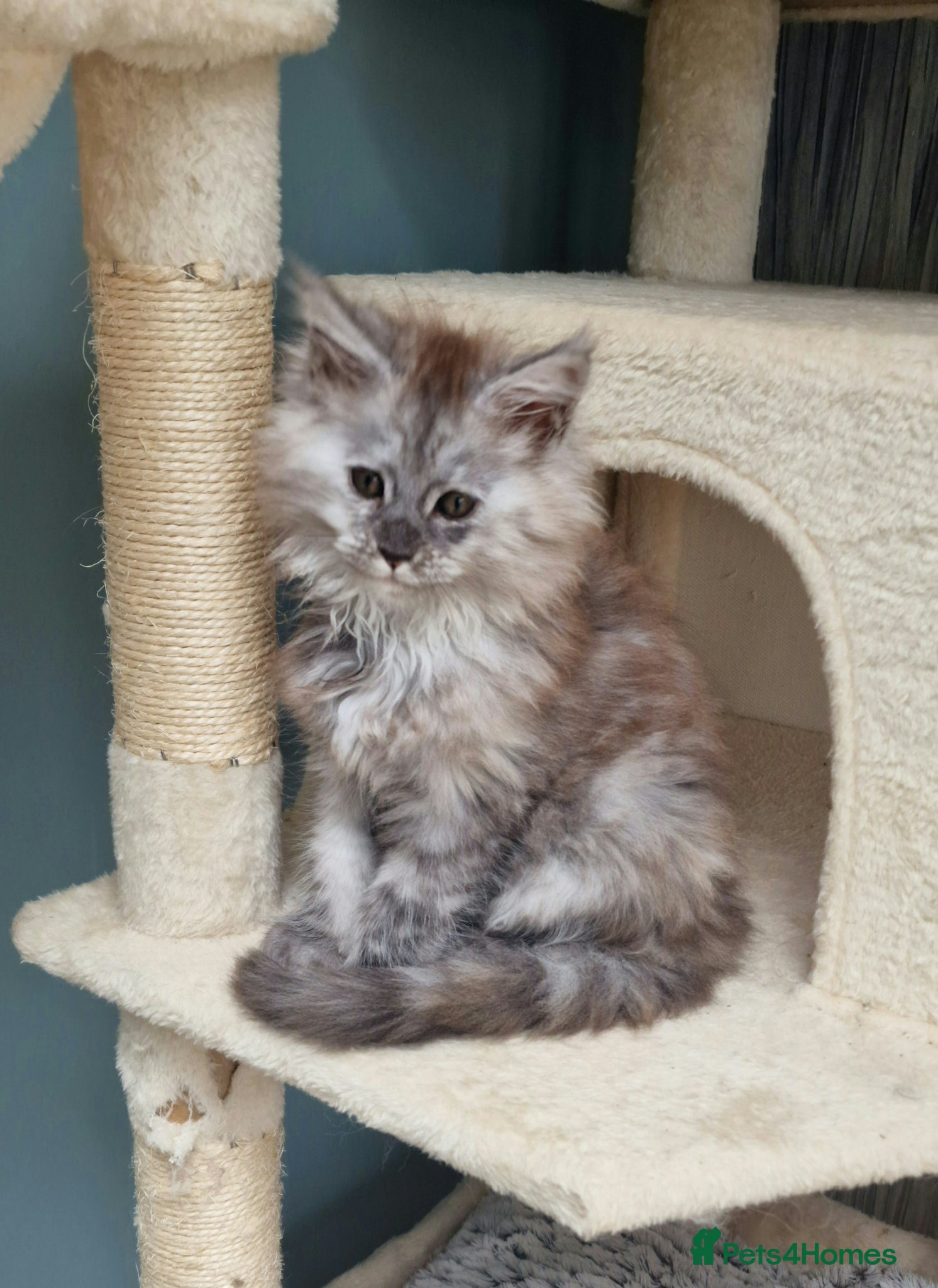 Maine Coon cats Beautiful fluffy Maine Coon pedigree kittens - Advert 2