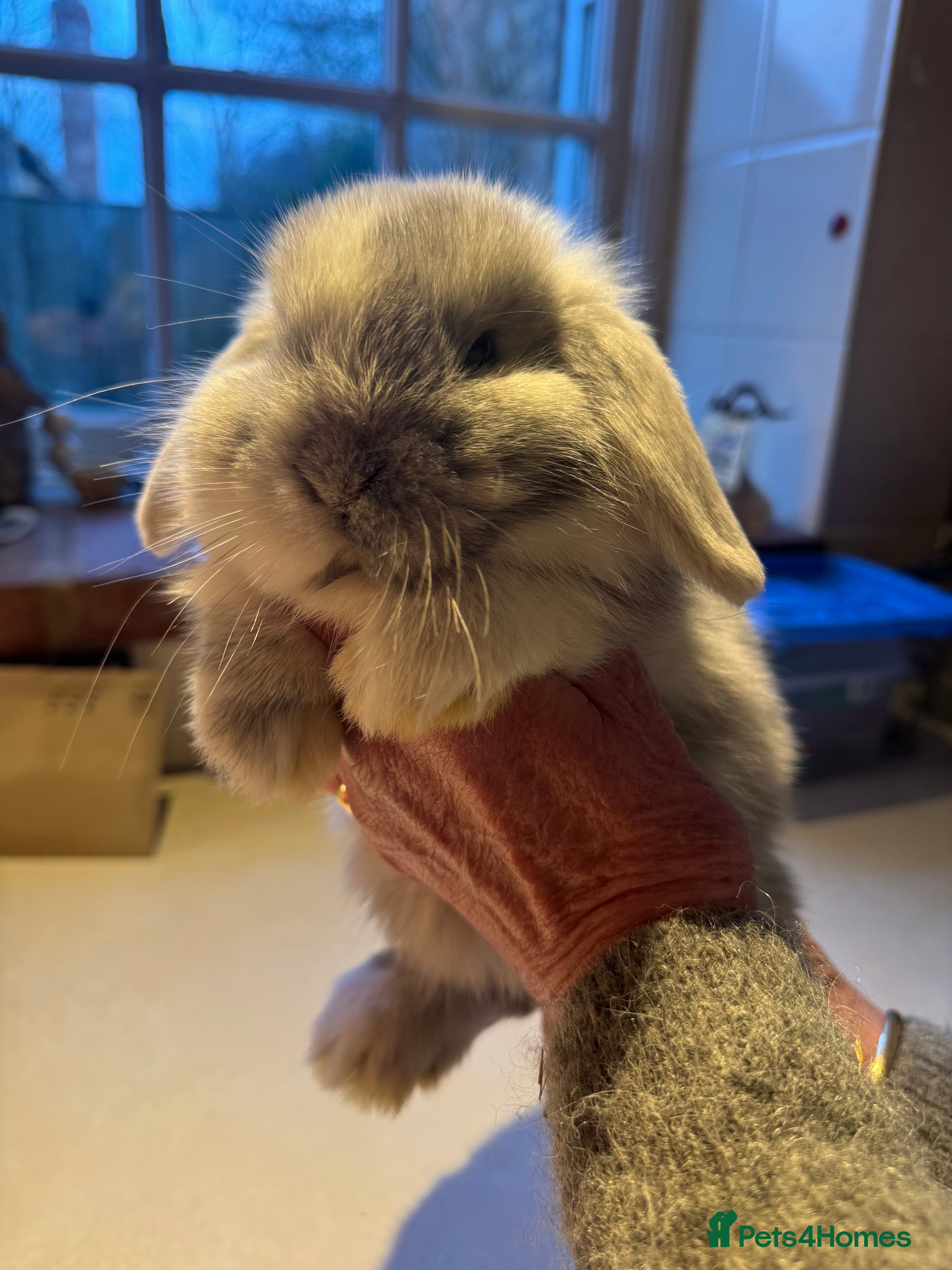 Mini Lop rabbits Mini lop bunnies for sale  - Advert 15