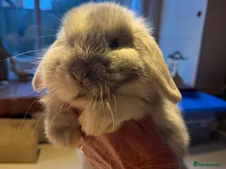 Mini Lop rabbits Mini lop bunnies for sale - Advert 15