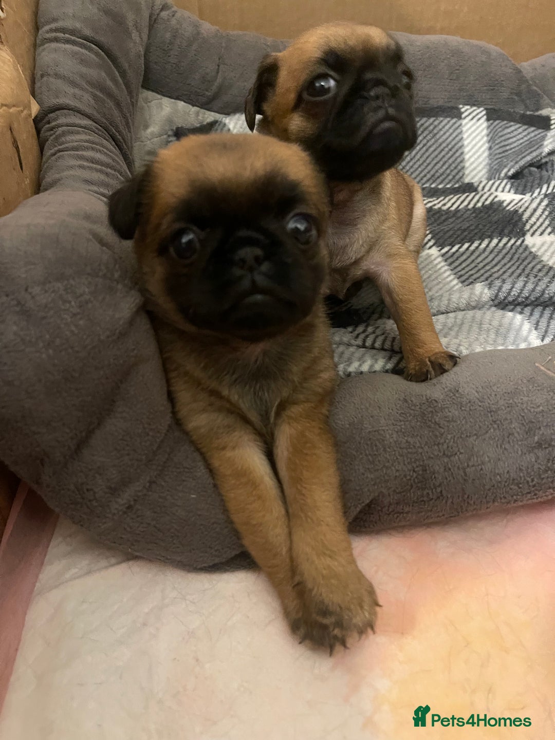 Mixed Breed dogs for sale: Puffin Puppies - Advert 7