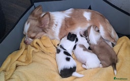 Chihuahua dogs for sale: Long Coat Chihuahua puppies - Image 10