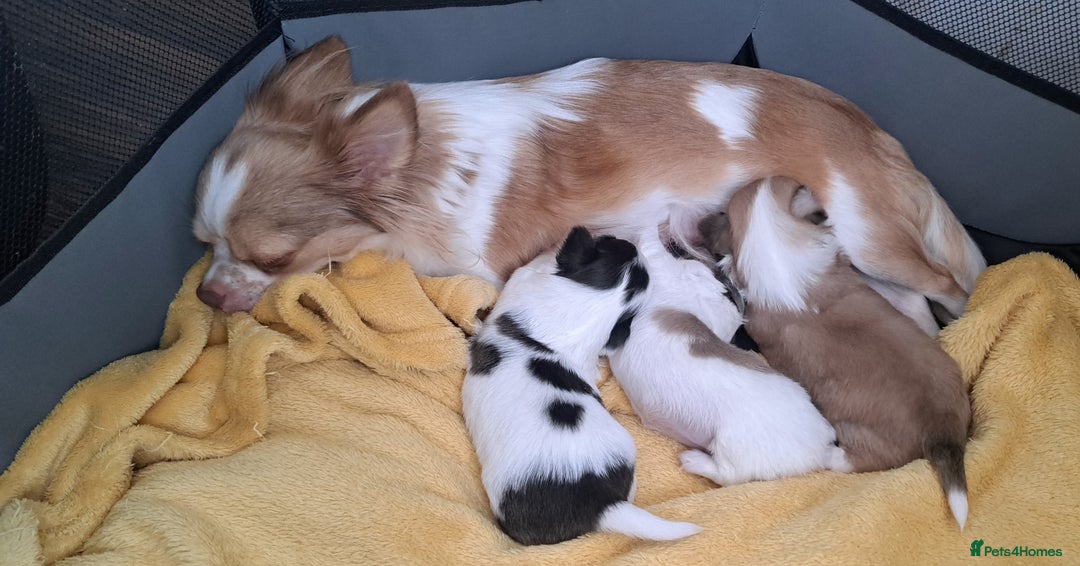 Chihuahua dogs for sale: Long Coat Chihuahua puppies - Image 10