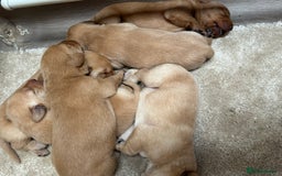 Labrador Retriever dogs for sale: KC Reg Labrador Puppies For Sale - Image 16