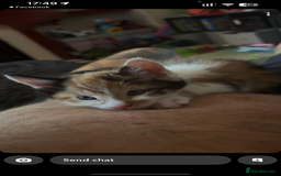 Maine Coon cats for sale: Kittens for sale  - Image 2