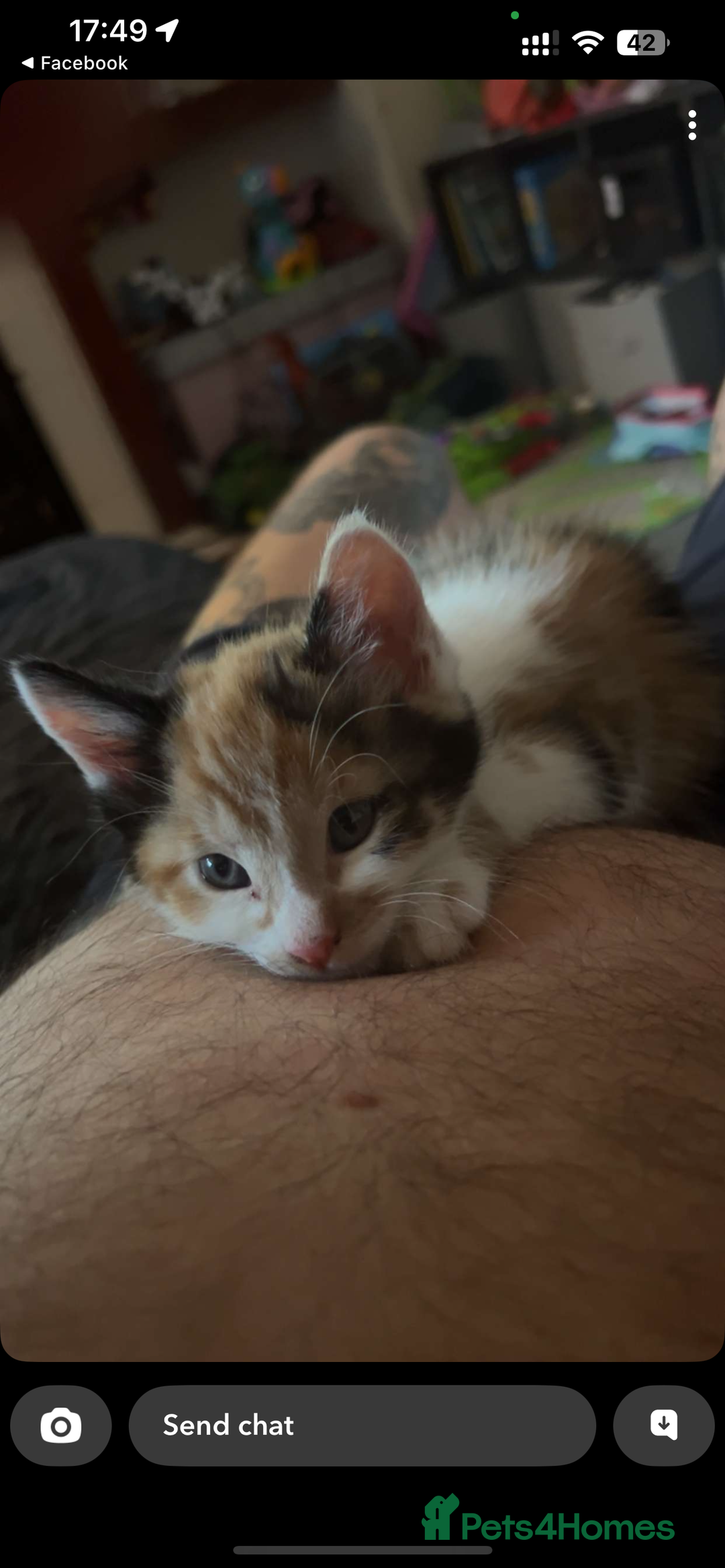 Maine Coon cats for sale: Kittens for sale  - Image 2
