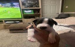 Whippet dogs for sale: Rare colours full pedigree KC Reg whippet pups  - Image 20