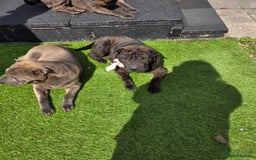 Shar Pei dogs for sale: 2 lovely shar pei looking for new home - Image 3