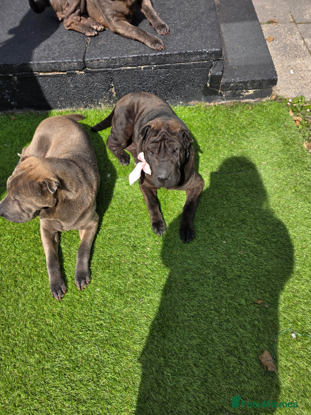 Shar Pei dogs for sale: 2 lovely shar pei looking for new home - Image 3