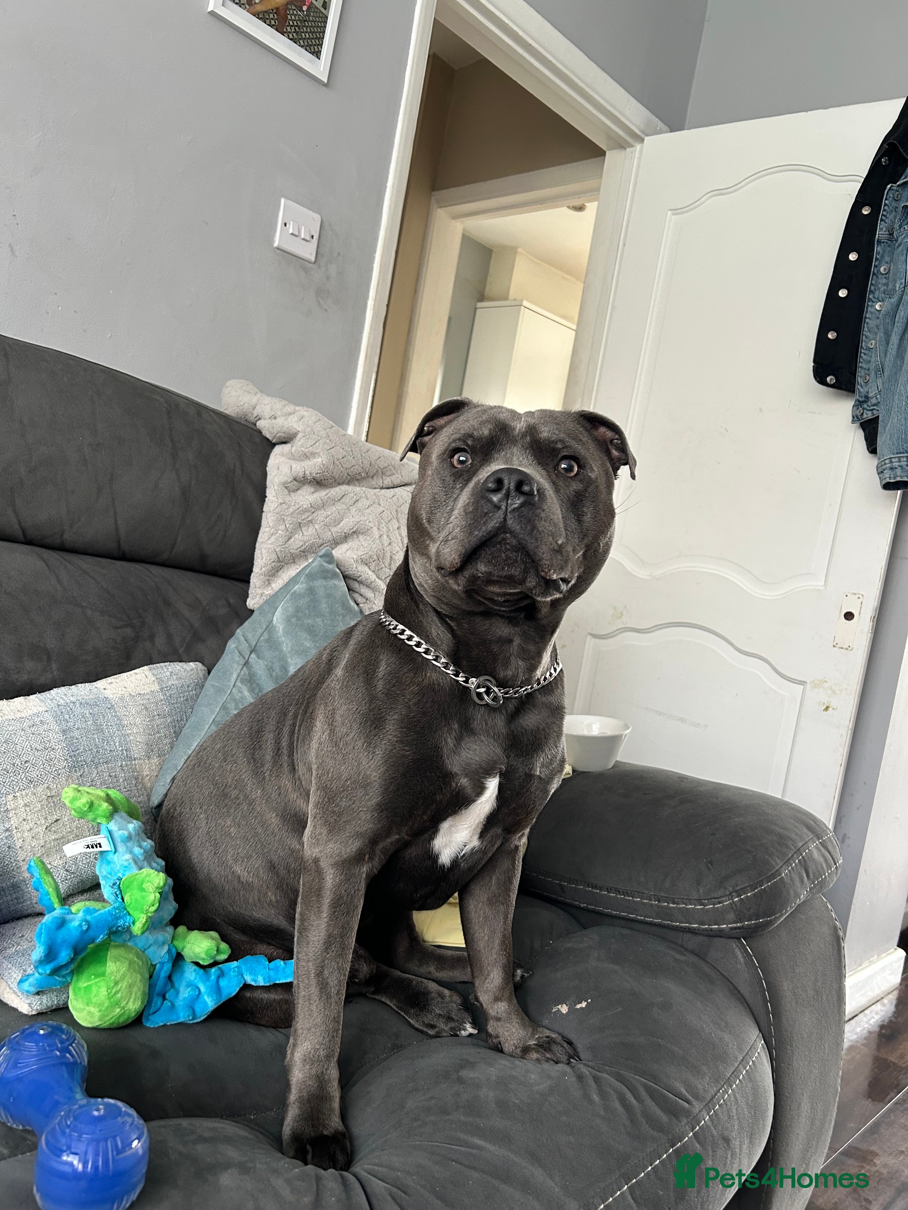 Staffordshire Bull Terrier dogs Blue staffy  - Advert 17