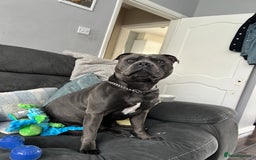 Staffordshire Bull Terrier dogs for stud: Blue staffy  - Image 1