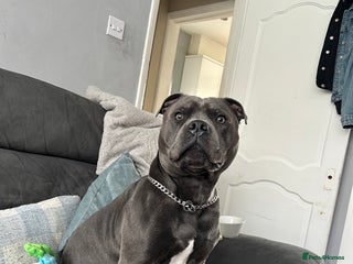 Staffordshire Bull Terrier dogs - Advert 24
