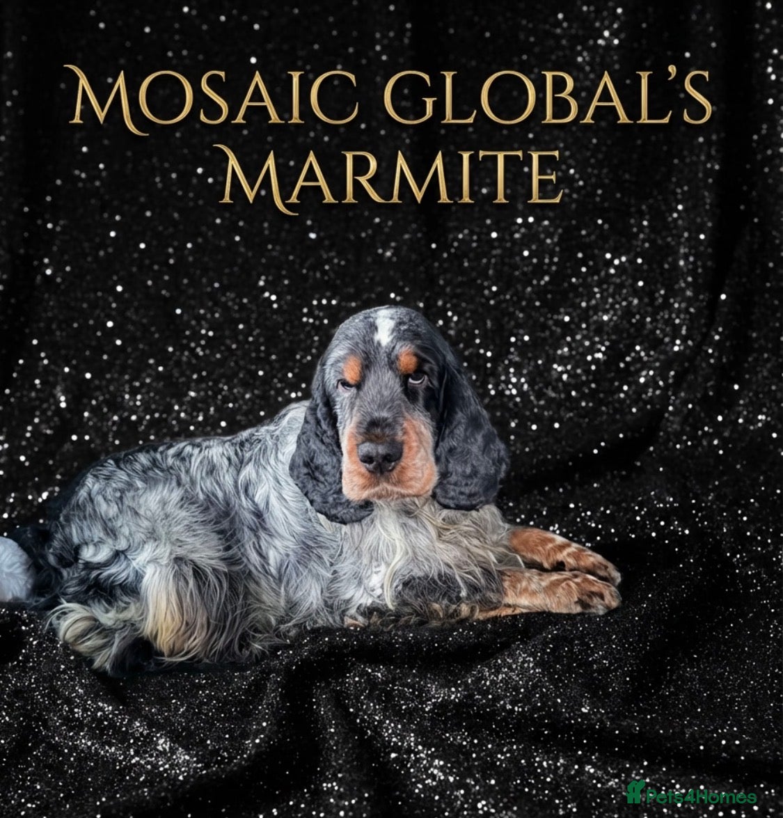 Cocker Spaniel dogs Blue Roan and Tan Show Cocker Spaniel  - Advert 10