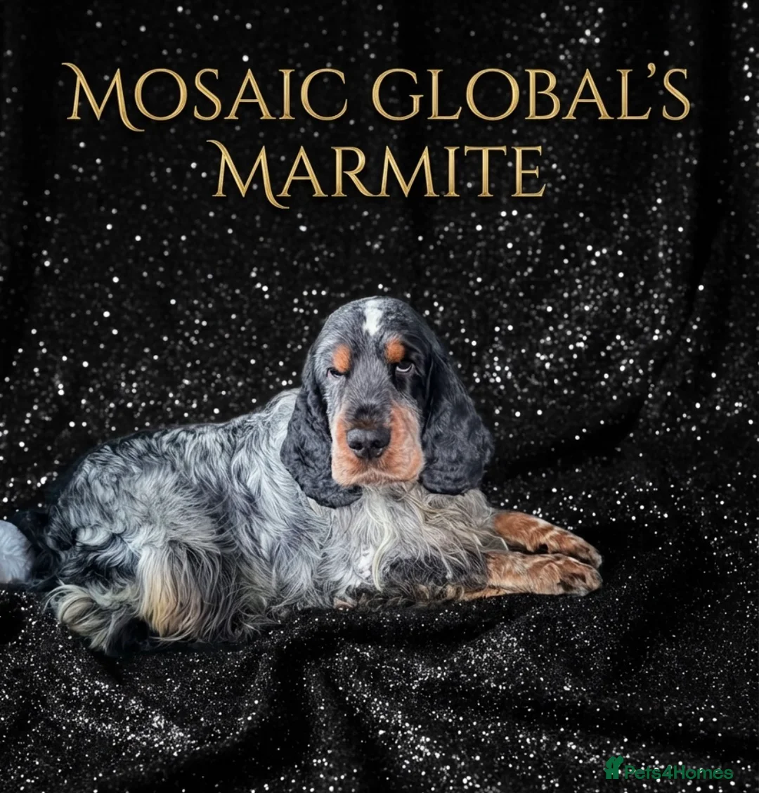 Cocker Spaniel dogs for stud: Blue Roan and Tan Show Cocker Spaniel  - Advert 1