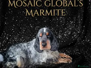 Cocker Spaniel dogs Blue Roan and Tan Show Cocker Spaniel - Advert 10