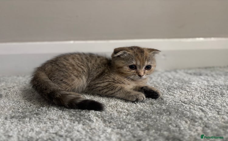 Scottish Fold cats - Advert 6