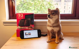Japanese Shiba Inu dogs for sale: Chunky Mame Shiba Inu with NMSA Certificate - Image 4